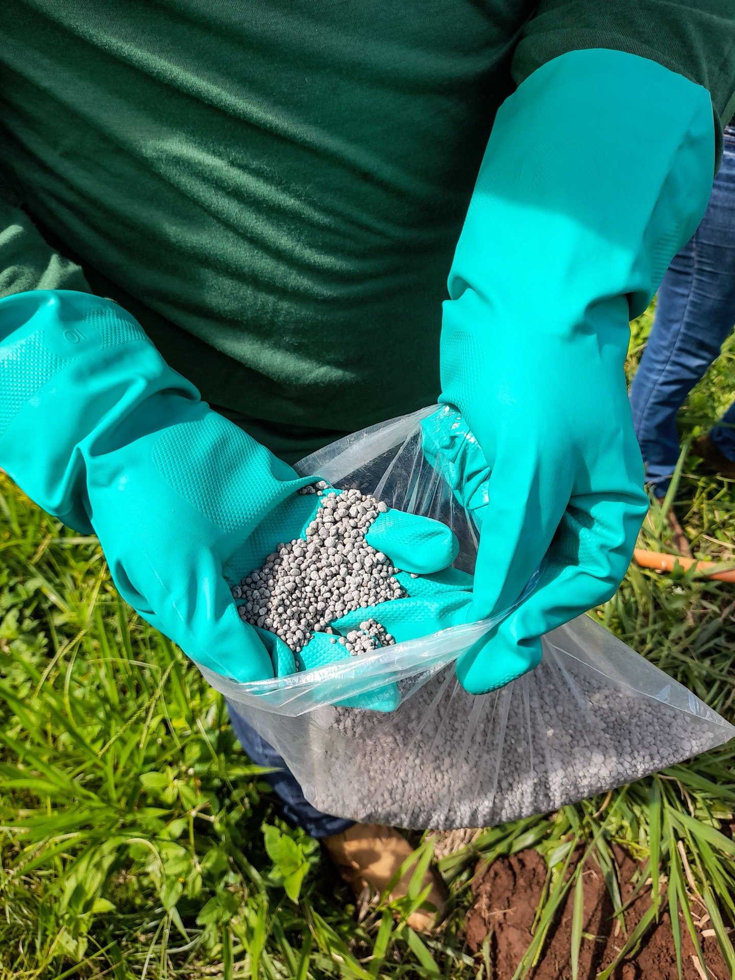 Cyanoguanidine fertilizer granules, the process output